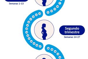 ¿De cuántas semanas estoy embarazada?