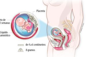 Feto de 11 semanas fotos: ¿Cómo es mi bebé?